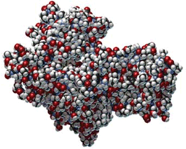 Which type of protein structure is illustrated by this image of hexokinase?   A) primary B) secondary C) tertiary D) quaternary E) helical