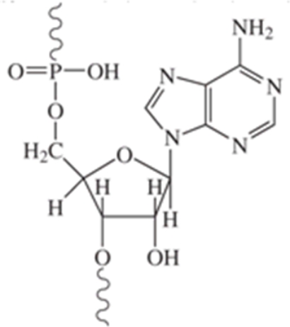 <strong>Identify the following structure:  </strong> A)amino acid B)DNA C)lipid D)nucleotide E)glucose <div style=padding-top: 35px> 