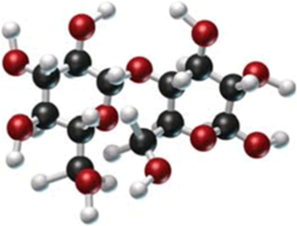 Identify the type of carbohydrate shown in this model.   A) monosaccharide B) disaccharide C) polysaccharide D) pentose E) cellulose