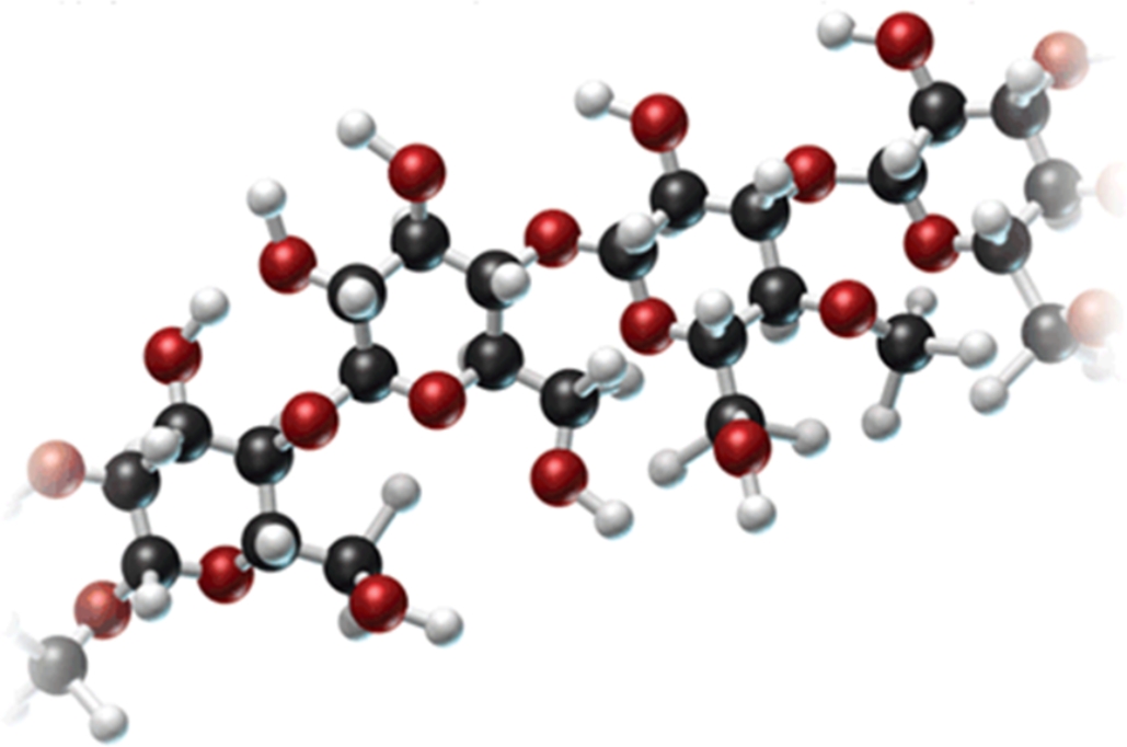 Examine the following model of a portion of a carbohydrate and classify the molecule.   A) monosaccharide B) disaccharide C) polysaccharide D) pentose E) sucrose
