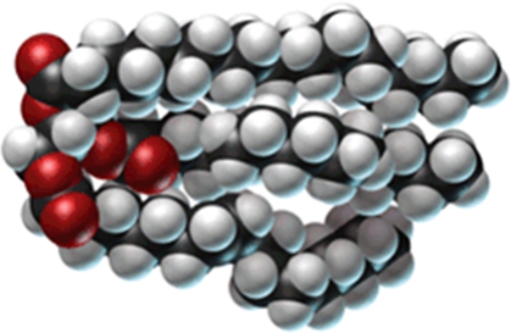 Classify the following molecule:   A) glycolipid B) phospholipid C) triglyceride D) lecithin E) wax