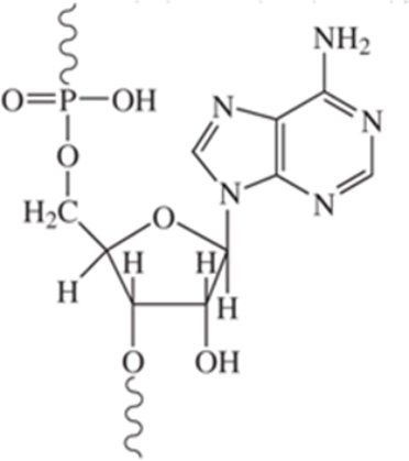 This nucleotide comes from DNA.  