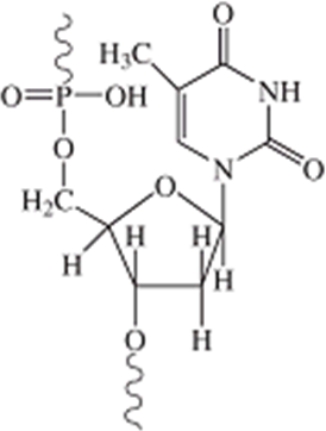This nucleotide comes from DNA.  
