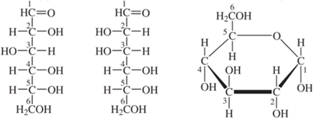 The cyclic structure arises from the left one of the two linear structures of monosaccharides.  