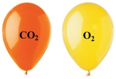 The two balloons shown in the figure each have the same volume, temperature, and pressure.Which of the following statements regarding the two balloons is correct?   A) The CO<sub>2</sub> balloon has fewer molecules than the O<sub>2</sub> balloon. B) The density of the O<sub>2</sub> balloon is greater than the density of the CO<sub>2</sub> balloon. C) The mass of the O<sub>2</sub> balloon is greater than the mass of the CO<sub>2</sub> balloon. D) The CO<sub>2</sub> balloon is more buoyant than the O<sub>2</sub> balloon. E) None of these statements is correct.