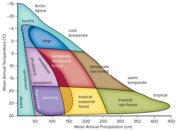 As the average global temperature continues to increase,which type of biome(s) will take over the regions currently inhabited by temperate forests?   A) tropical seasonal forests B) tropical rain forests and deserts C) taiga and woodlands D) tropical seasonal forests and deserts E) tundra and savannas