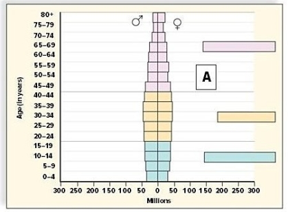 Which of these diagrams represents an age structure diagram of more-developed countries?     A) Diagram A B) Diagram B