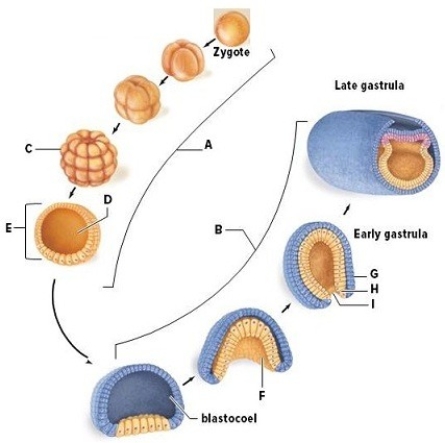 Identify and briefly describe the labeled stages and structures in this diagram of embryonic development.Specify where cleavage and gastrulation are occurring.  