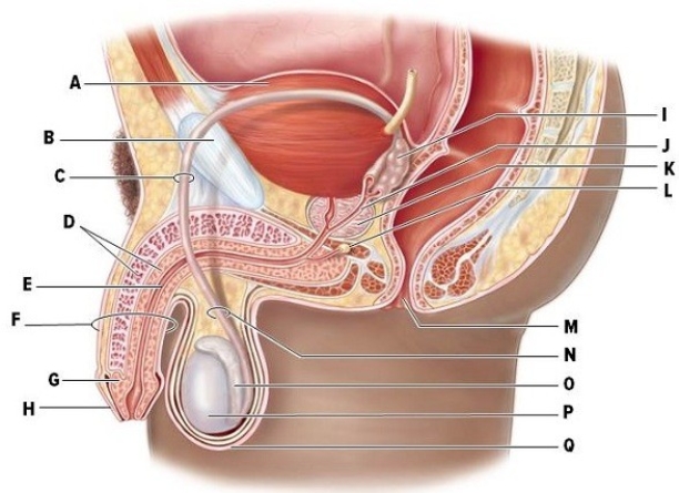 Identify the labeled structures of the male reproductive system in the picture.  