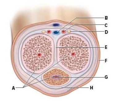 Identify the labeled structures in the cross section of a human penis in the picture.  