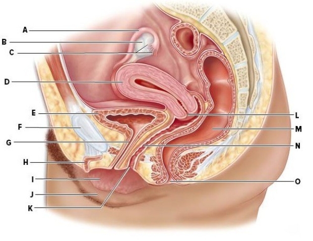 Identify the labeled structures of the female reproductive system.  