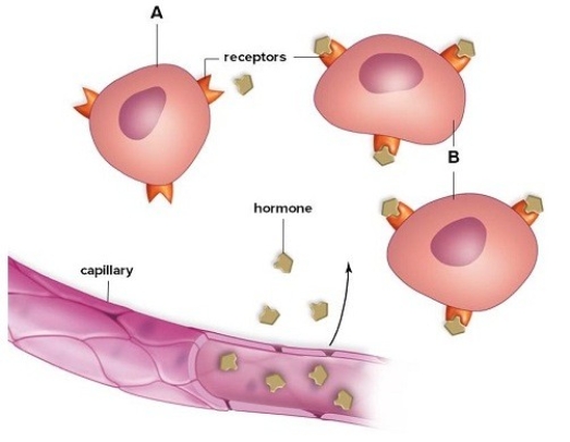 The target cell concept is illustrated in the picture.Label the cells as either target cells or non-target cells by identifying A and B as such.Explain your answer.  