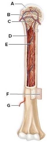Identify and briefly describe the labeled structures of the long bone in this picture.   A: ________ B: ________ C: ________ D: ________ E: ________ F: ________ G: ________