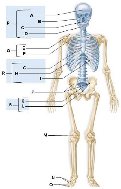 Identify the labeled structures on the human skeleton in the picture.   A: ________ B: ________ C: ________ D: ________ E: ________ F: ________ G: ________ H: ________ I: ________ J: ________ K: ________ L: ________ M: ________ N: ________ O: ________ P: ________ Q: ________ R: ________ S: ________