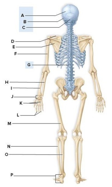 Identify the labeled structures on the human skeleton in the picture.   A: ________ B: ________ C: ________ D: ________ E: ________ F: ________ G: ________ H: ________ I: ________ J: ________ K: ________ L: ________ M: ________ N: ________ O: ________ P: ________