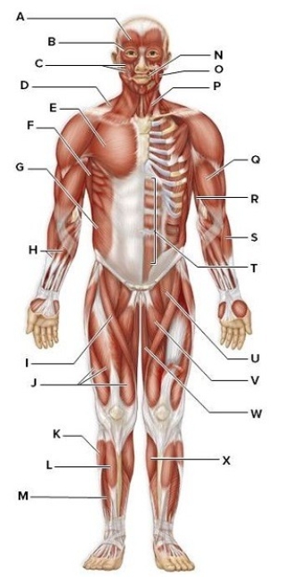 Identify the labeled muscles in the picture.  