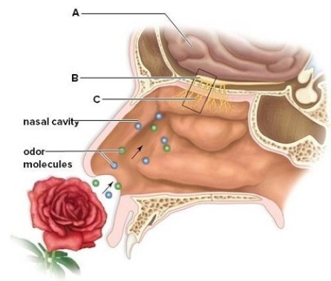 Identify the labeled structures that are involved in olfaction.Briefly describe the function of each structure.   A: ________ B: ________ C: ________