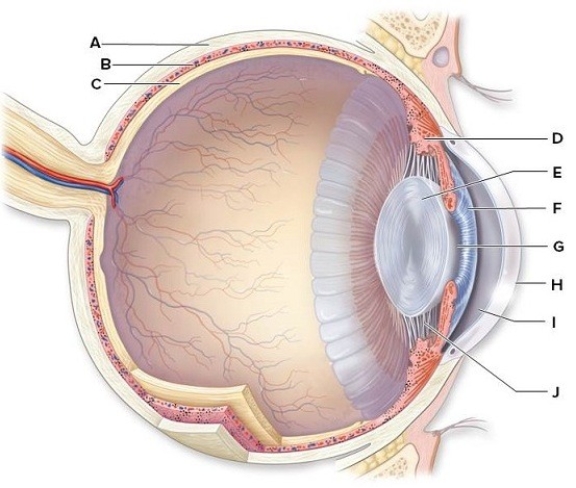Identify and briefly describe the function of the labeled structures in the human eye pictured here.   A: ________ B: ________ C: ________ D: ________ E: ________ F: ________ G: ________ H: ________ I: ________ J: ________