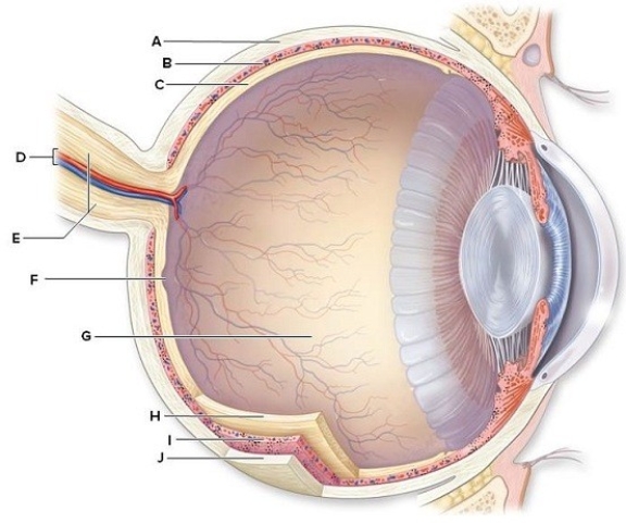 Identify and briefly describe the function of the labeled structures in the human eye pictured here.   A: ________ B: ________ C: ________ D: ________ E: ________ F: ________ G: ________ H: ________ I: ________ J: ________