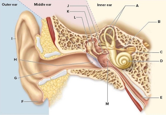 Identify the labeled structures in the picture of the human ear.   A: ________ B: ________ C: ________ D: ________ E: ________ F: ________ G: ________ H: ________ I: ________ J: ________ K: ________ L: ________ M: ________