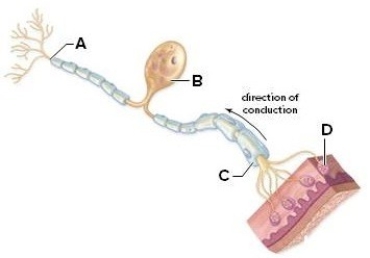 Examine the picture to answer the following questions and identify the labeled structures.   A: ________ B: ________ C: ________ D: ________ E: Is the neuron pictured a sensory,association or motor neuron? What is its function? F: Is the neuron multipolar or unipolar? Explain your answer.