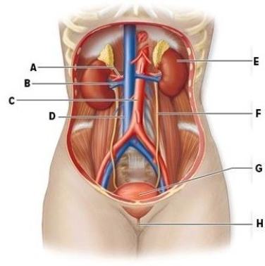 Identify the labeled structures of the urinary system and its associated blood supply in the diagram.Briefly describe the function of each structure.   A: ________ E: ________ B: ________ F: ________ C: ________ G: ________ D ________ H: ________