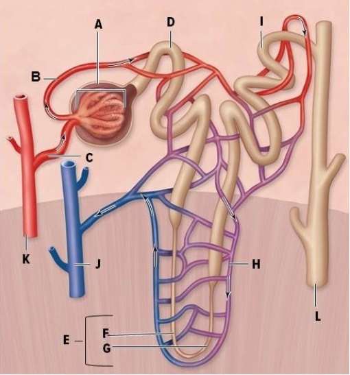 Identify the Labeled Structures in the Diagram of Nephron Anatomy ...