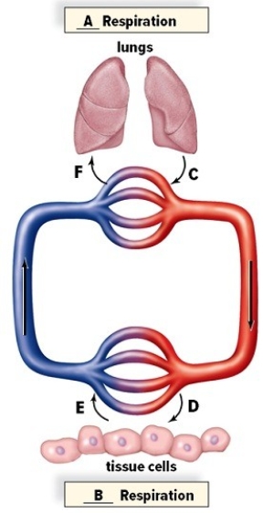 Gas exchange takes place by the physical process of diffusion.Use the diagram to describe where diffusion is occurring and what gases are diffusing.   Identify and describe what type of respiration involves the lungs (A)and what type involves the tissue fluids (B). A: ________ Respiration B: ________ Respiration Describe what is occurring,in terms of gaseous exchange,at C,D,E and F. C: ________ D: ________ E: ________ F: ________