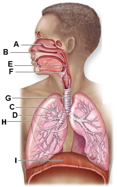 Identify the labeled structures of the respiratory system in the diagram.   A: ________ B: ________ C: ________ D: ________ E: ________ F: ________ G.________ H: ________ I: ________