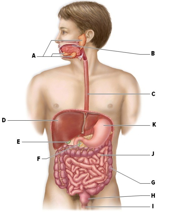Identify the labeled structures of the digestive tract on the human body in the picture.   A: ________ B: ________ C: ________ D: ________ E: ________ F: ________ G: ________ H: ________ I: ________ J: ________ K: ________