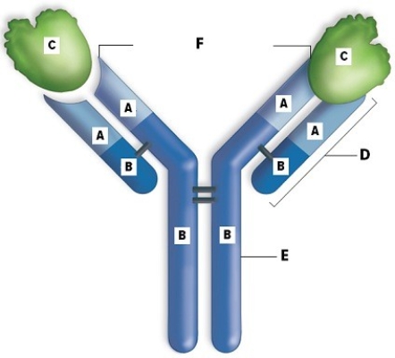 Use the word bank to identify the labeled structures of the antibody in the diagram: antigen,antigen-binding site,variable region,constant region,light chain,heavy chain.Briefly describe the structure.  
