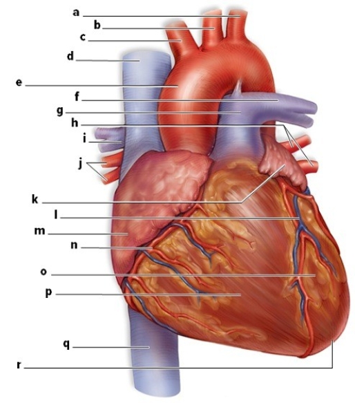 Use the word bank to identify the labeled structures on this diagram of the heart: apex,pulmonary trunk,aorta,right atrium,inferior vena cava,left pulmonary veins,right ventricle,left atrium,left subclavian artery,right pulmonary veins,left ventricle,right coronary artery,left common carotid artery,left cardiac vein,brachiocephalic artery,right pulmonary artery,superior vena cava,left pulmonary artery.   a.________ j.________ b.________ k.________ c.________ l.________ d.________ m.________ e.________ n ________ f.________ o.________ g.________ p.________ h.________ q.________ i.________ r.________