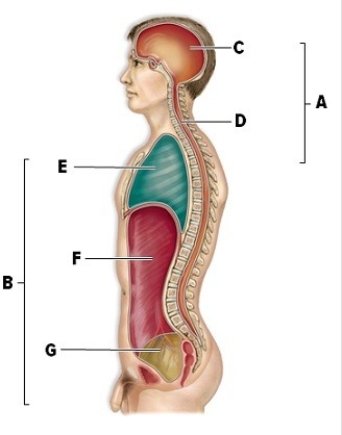 Name the labeled cavities in the diagram at right and indicate an organ found in each.  