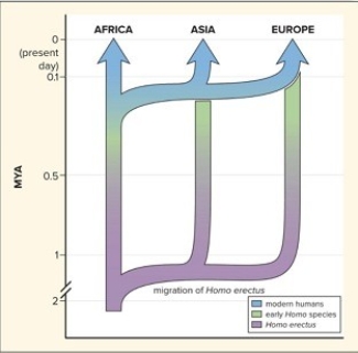 The most widely accepted model for the evolution of modern humans is pictured here.What is this model called?   A) Out-of-Africa B) Replacement Model C) Multiregional continuity D) Hardy-Weinberg E) Out-of-Africa and Replacement Model