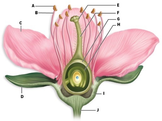 Identify the labeled parts of the flower:   A.________ F.________ B.________ G.________ C.________ H.________ D.________ I.________ E.________ J.________