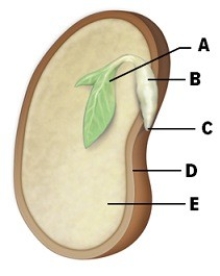 Identify the labeled structures of this seed.   A.________ B.________ C.________ D.________ E.________