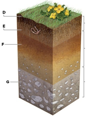 Mature soil generally has three horizons.Label the soil horizons A,B,and C in the following picture.In addition,describe the contents of the horizons by labeling D through G.   D.________ E.________ F.________ G.________