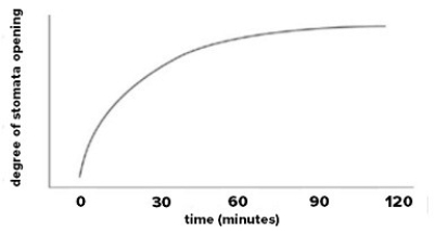 Stomata opening after illumination following eight hours in darkness: plant is Xanthium pennsylvanicum.   A) Supports both hypothesis I and II. B) Supports only hypothesis I. C) Supports only hypothesis II. D) Supports neither hypothesis.