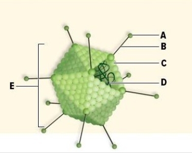 Name the labeled structures of the virus pictured in this figure.    A: ________ B: ________ C: ________ D: ________ E: ________