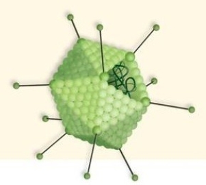 Imagine a researcher is trying to genetically engineer this virus so it attacks the lung cells of a human in order to  infect  the host with a particular gene to cure a genetic disorder.Explain which structure the researcher would be most interested in working with in order to get the virus to attack the lung cell of a human.  