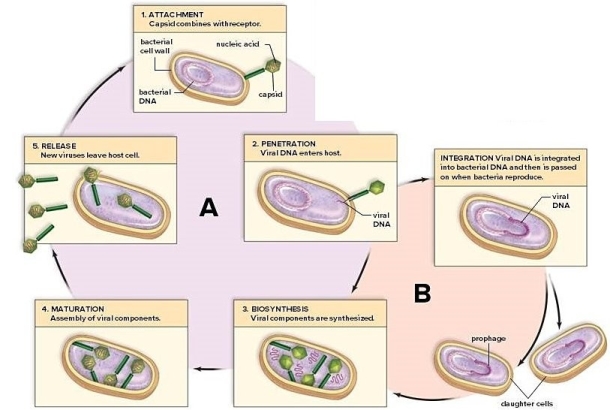 Study the life cycle diagram.Label A is the ________ life cycle.   A) lysogenic B) sexual C) lytic D) alternation of generations