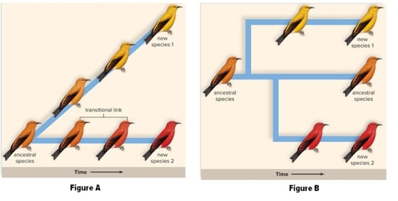 Which figure depicts a punctuated equilibrium model of evolution?   A) Figure A B) Figure B