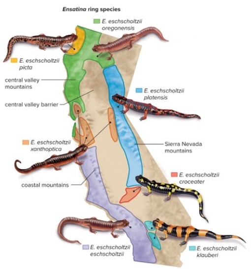Members of the ancestral salamander species live in northern California.As they migrate southward,populations are separated by the Central Valley.With limited contact between populations on the east and west of the valley,genetic differences accumulate.What type of speciation occurs under these conditions?   A) sympatric speciation B) allopatric speciation C) Both sympatric and allopatric speciation. D) Neither sympatric or allopatric.