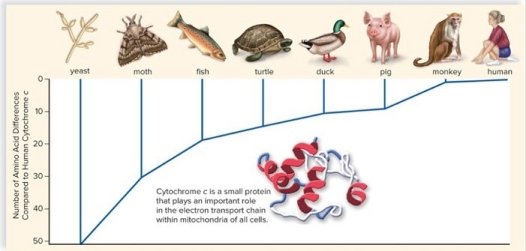 The chart depicts the number of amino acid differences in cytochrome C between several different organisms and humans.What conclusions can you draw from this chart?  