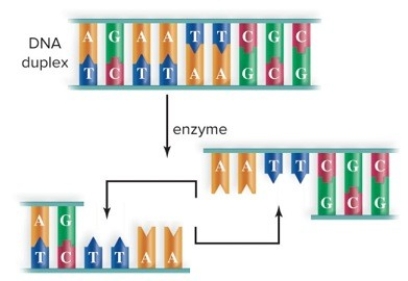 A.What type of enzyme is used to cleave DNA? B.What type of  ends  are produced? C.How do the  ends  function in cloning DNA?  