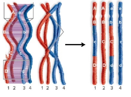 Study the diagram to answer the following questions.   A.What process is occurring in this diagram? B.What structures,represented by (ABCD)and (abcd),are participating in this process? C.How has this changed the structures?