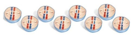 Study the diagram below.This is one cell with three homologous pairs of chromosomes pictured in eight different patterns. A.What is this diagram illustrating? B.How many daughter nuclei will result from these cells? C.How many different combinations of chromosomes are there?  