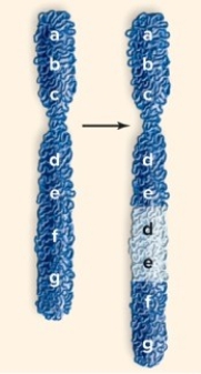 The following picture depicts which of the following changes in chromosome structure?   A) deletion B) duplication C) translocation D) aneuploidy
