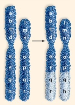 The following picture depicts which of the following changes in chromosome structure?   A) deletion B) duplication C) translocation D) aneuploidy