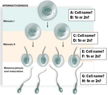 Study the figure depicting the process of spermatogenesis.Name the labeled cells and tell whether they are haploid or diploid.In what part of meiosis is the number of chromosomes reduced by half?  